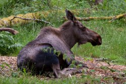 Moose at Northwest Trek 1