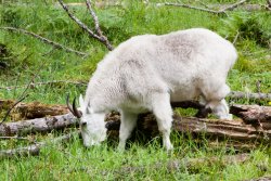 Mountain Goat at Northwest Trek