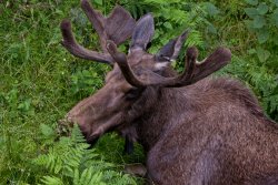 Moose at Northwest Trek 2