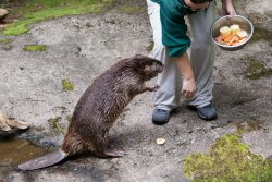 Beaver at Northwest Trek 1