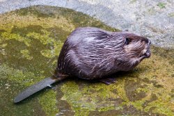 Beaver at Northwest Trek 2