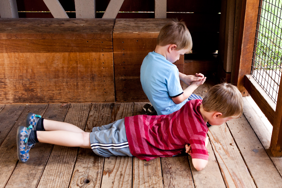 Andrew and Will, mesmerized by ants, completely ignore the wallabies at Happy Hollow