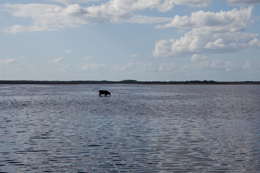 Jesus Cow walks on water