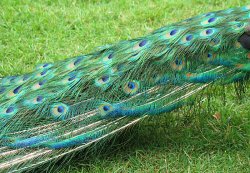 Peacock tail