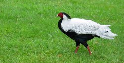 Bird with a bad comb-over