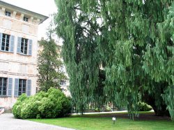 Crazy tree in front of a house