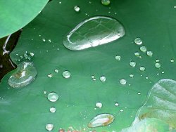 Water drops on a leaf