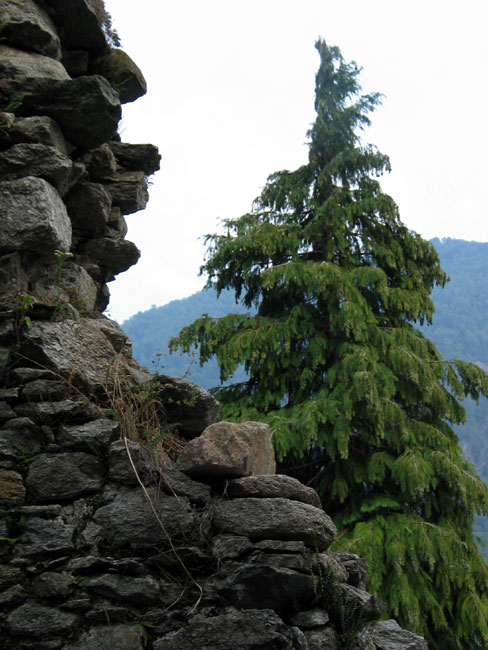 Wall with tree