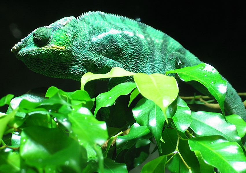 Chameleon