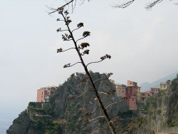 Manarola in the backgound