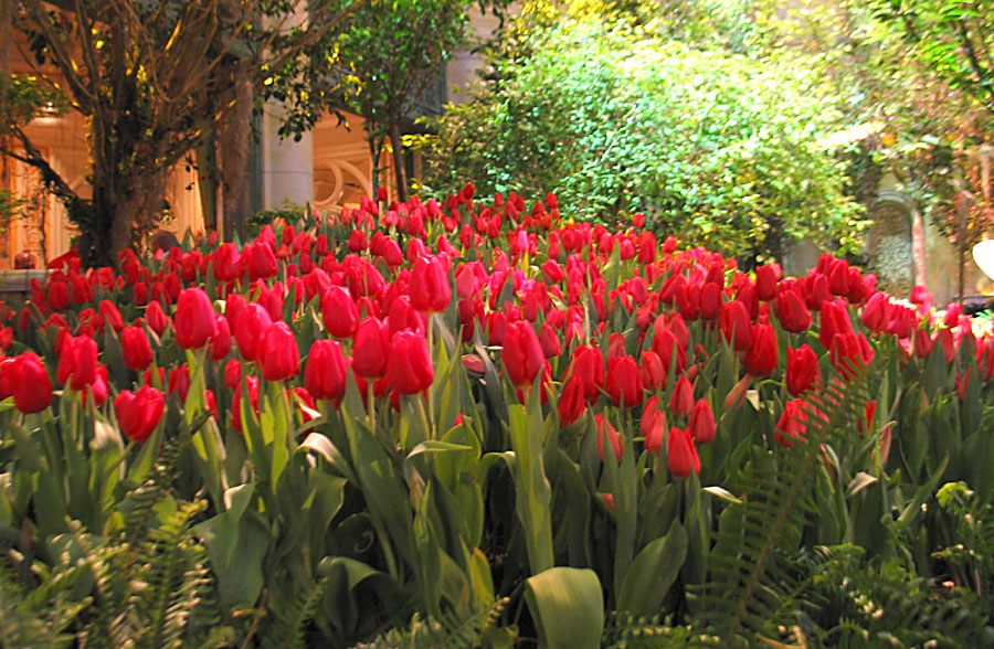 Tulips