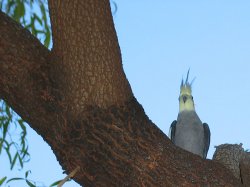 The cockatiel that divebombed Simone