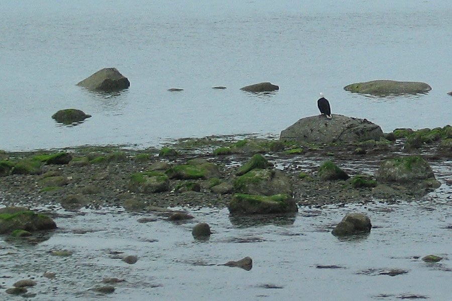 Bald eagle from the train