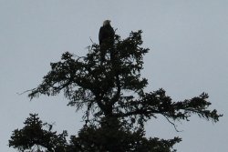 Bald Eagle