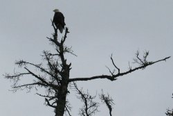 Bald Eagle