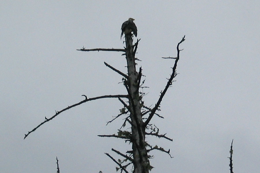 Bald Eagle