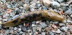 Banana slug!