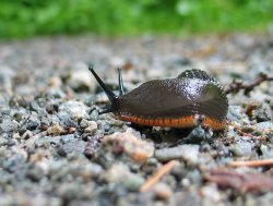 Banana slug!