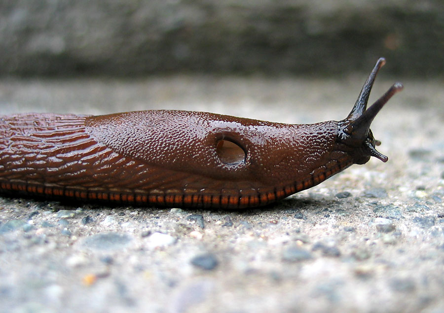 Banana slug!