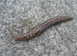 Banana Slug!