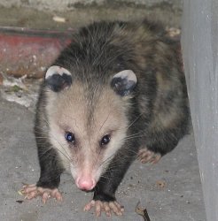 Possum