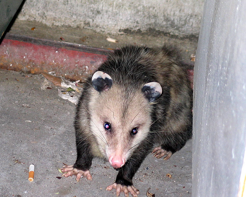 You can't hide from me near the dumpsters