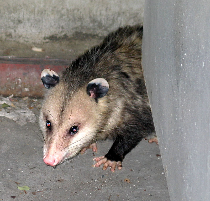 I had the badger scene from Ernest Goes to Camp in my head so I decided not to stick around too long