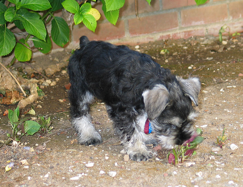 My very own Weed Whacker