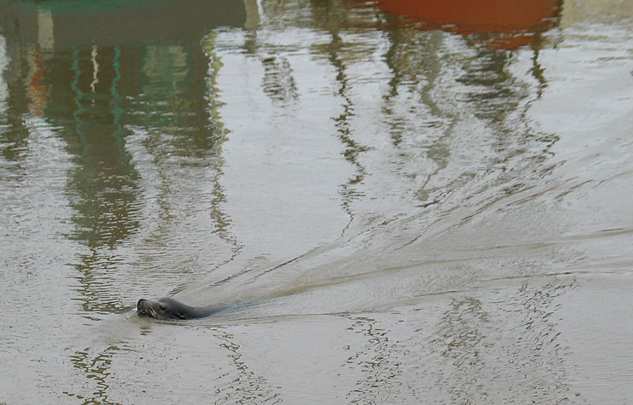 Sea Lion in the harbor