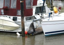 Huge Sea Lion trying to sink the dock