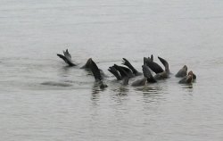 Sea Lions waving at us