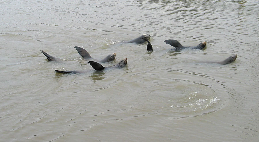 More Sea Lion waving