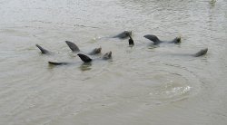 More Sea Lion waving