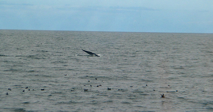 Blue Whale tail