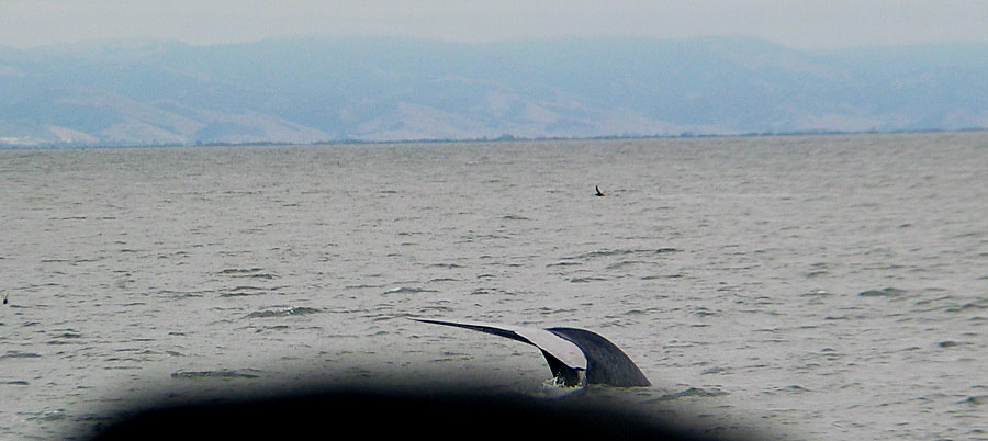 Blue Whale tail and some guy's hat