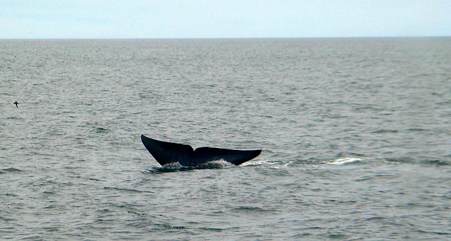 Blue Whale tail