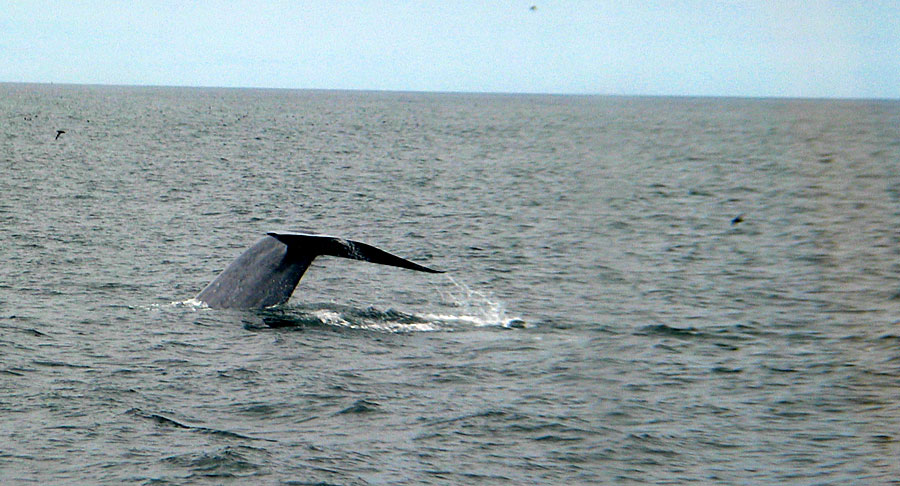 Blue Whale tail