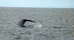 Blue Whale tail