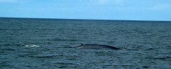 Blue Whale back