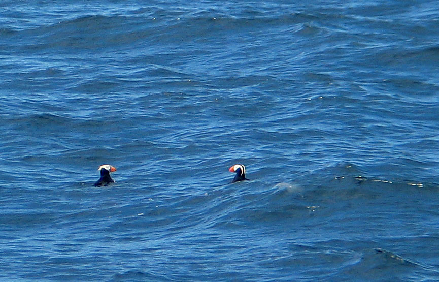 Puffins!