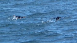 Puffins flying a whopping 20 feet