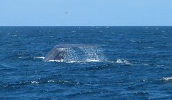 The last Blue Whale tail