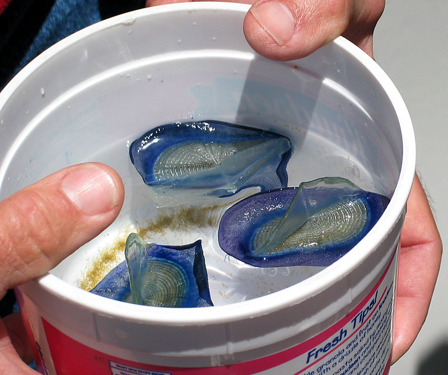 Jellyfish that have sails on their backs as their only means of locomotion