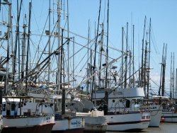 Boats in the harbor