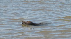 Another Sea Lion chilling in the harbor