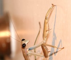 Praying Mantids on Our Front Door