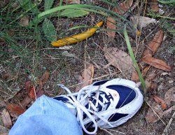 Big Banana Slug