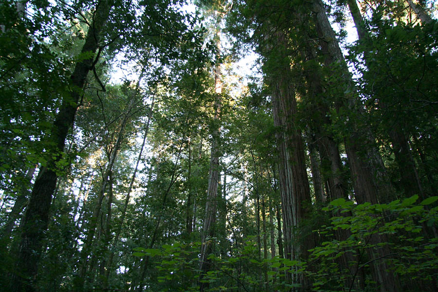 Redwoods