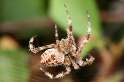 2 Large Spiders in the Backyard