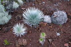 The rare Silversword plant